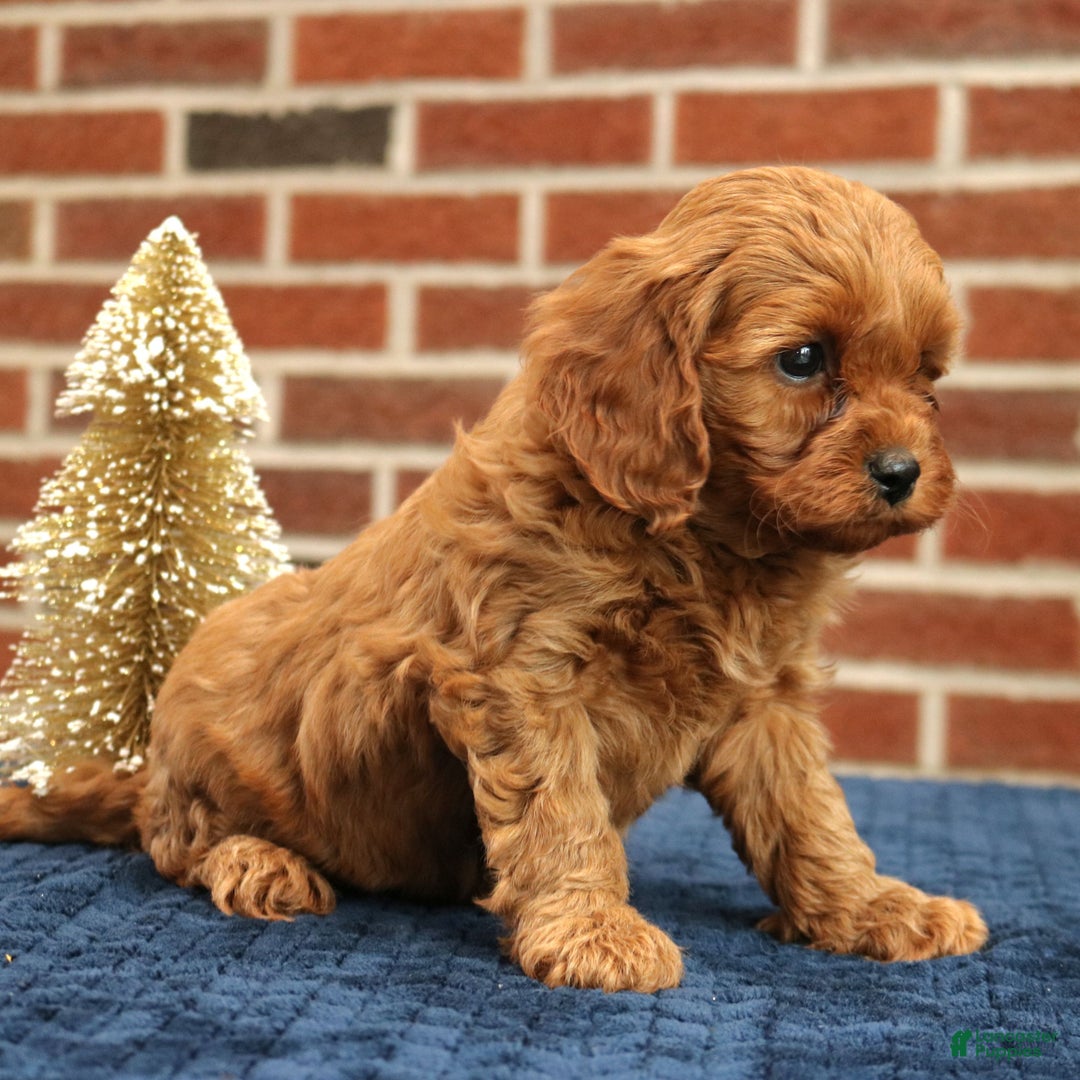 Cavapoo dogs for sale: Bentley  - Ad 4