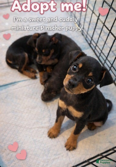 Miniature Pinscher dogs Miniature Pinscher 3 - Female - Ad 1