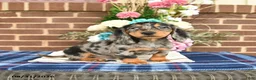 Miniature Dachshund dogs for sale: Leo - Ad 5