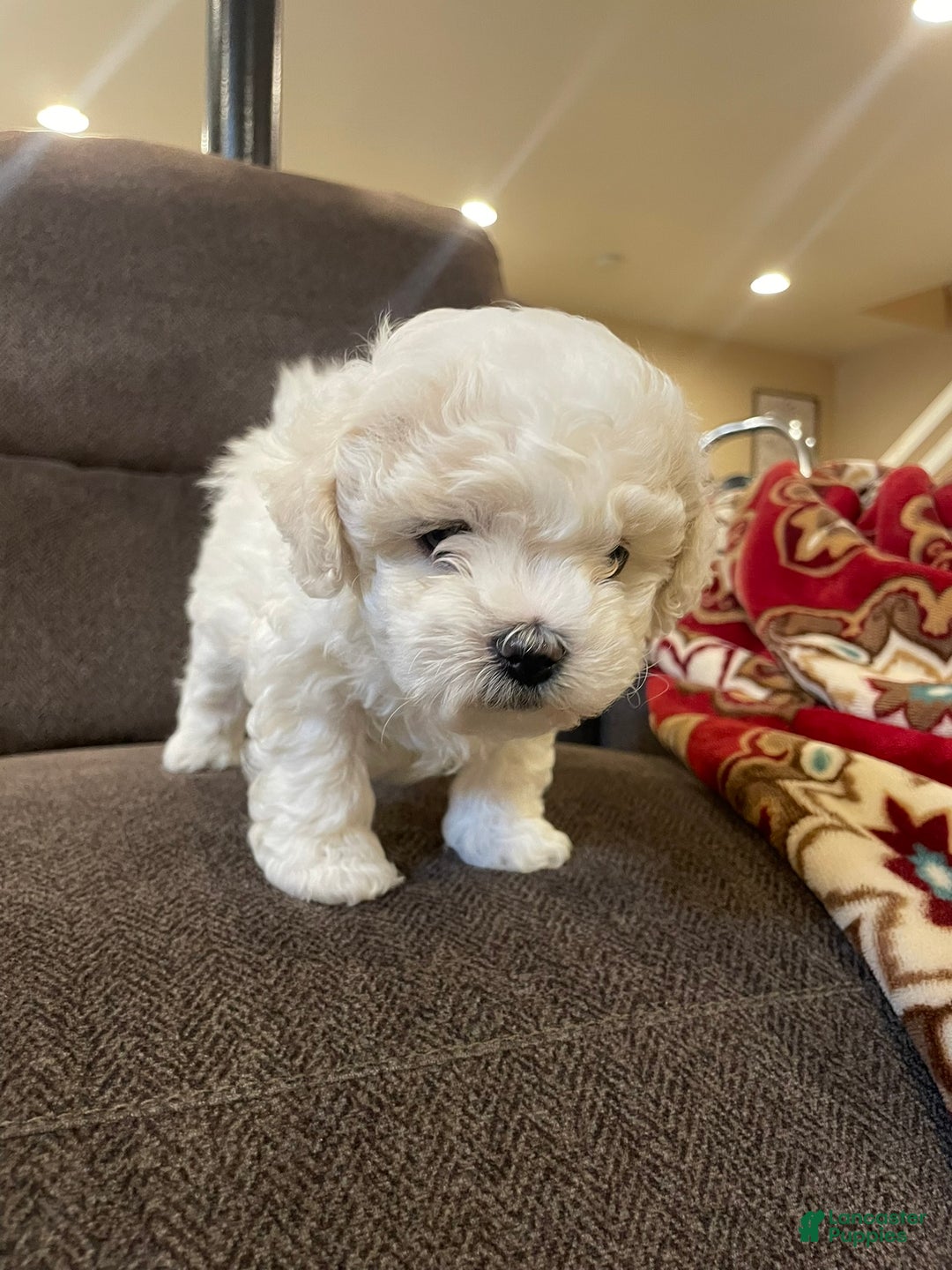 Mixed Breed dogs for sale: Holiday - Ad 2
