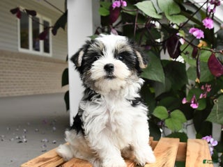 Morkie dogs Teddy - Ad 33