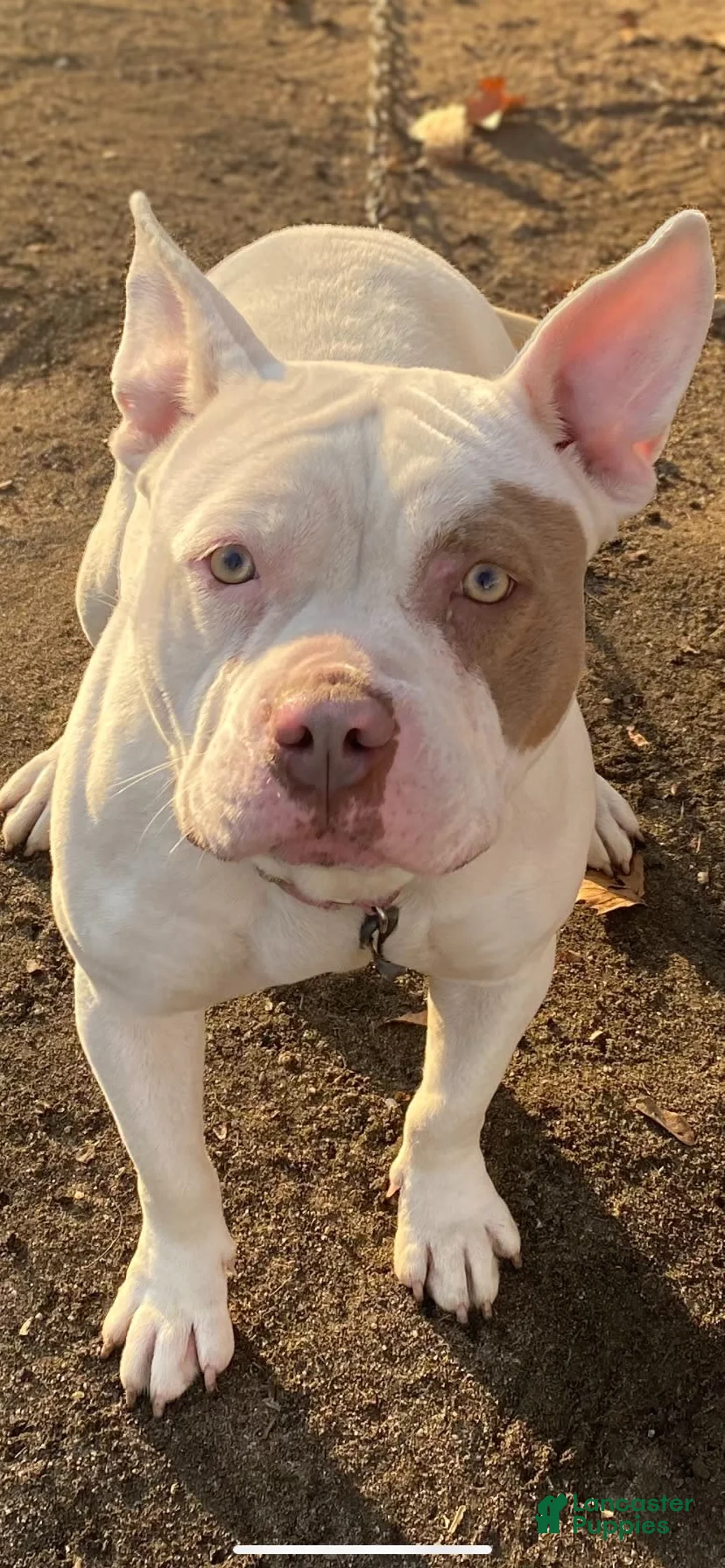 Gallery Image {{count}}