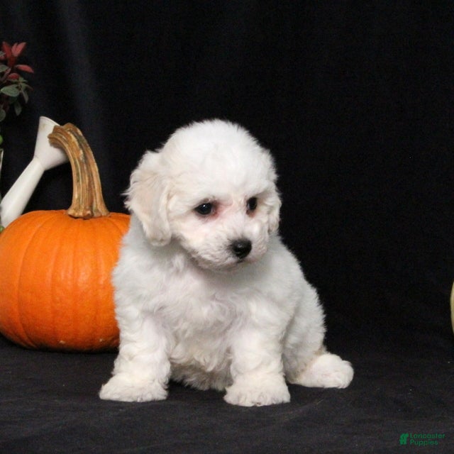 Bichon Frise dogs Lilly - Ad 2
