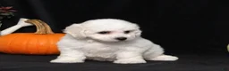 Bichon Frise dogs for sale: Lilly - Ad 2