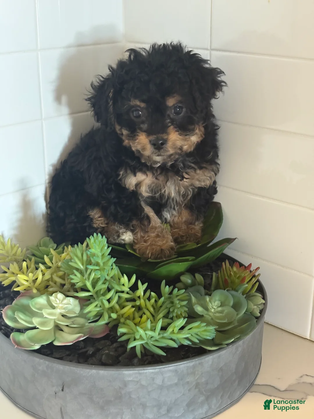 Cavapoo dogs for sale: Charlie - Ad 1