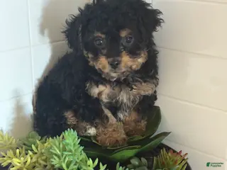 Cavapoo dogs for sale: Charlie - Ad 4