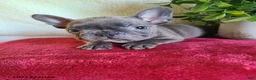 Frenchton dogs for sale: Jace - Ad 5