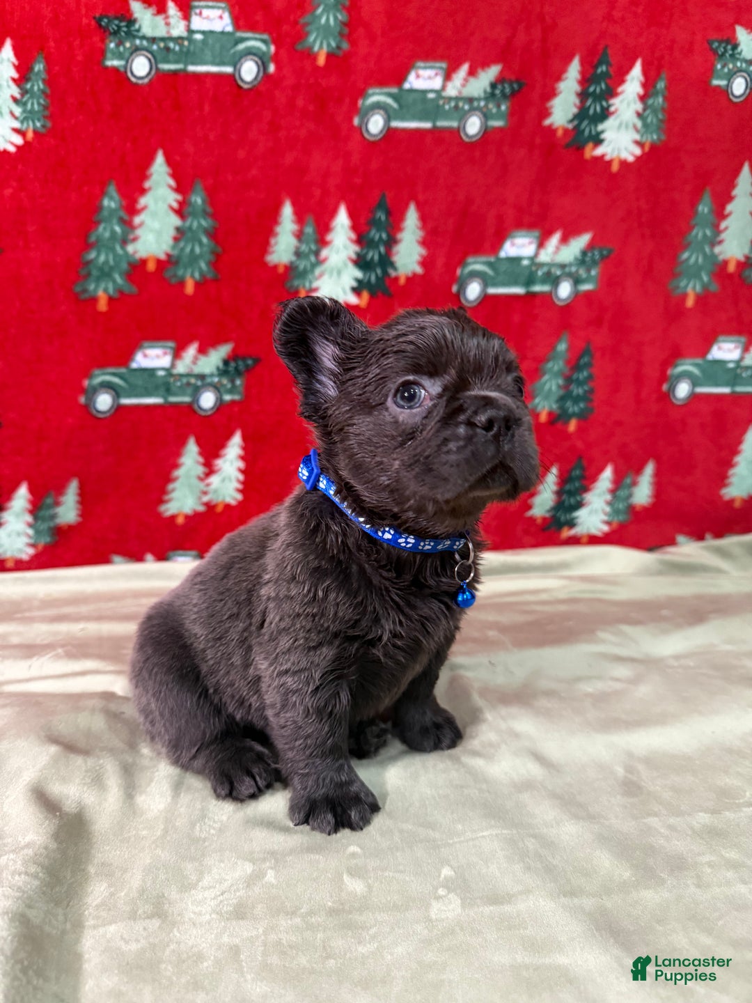 French Bulldog dogs for sale: 💙 Frost - Ad 5