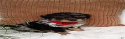 Mini Bernedoodle dogs for sale: Mini Bernedoodle 1 - Ad 3