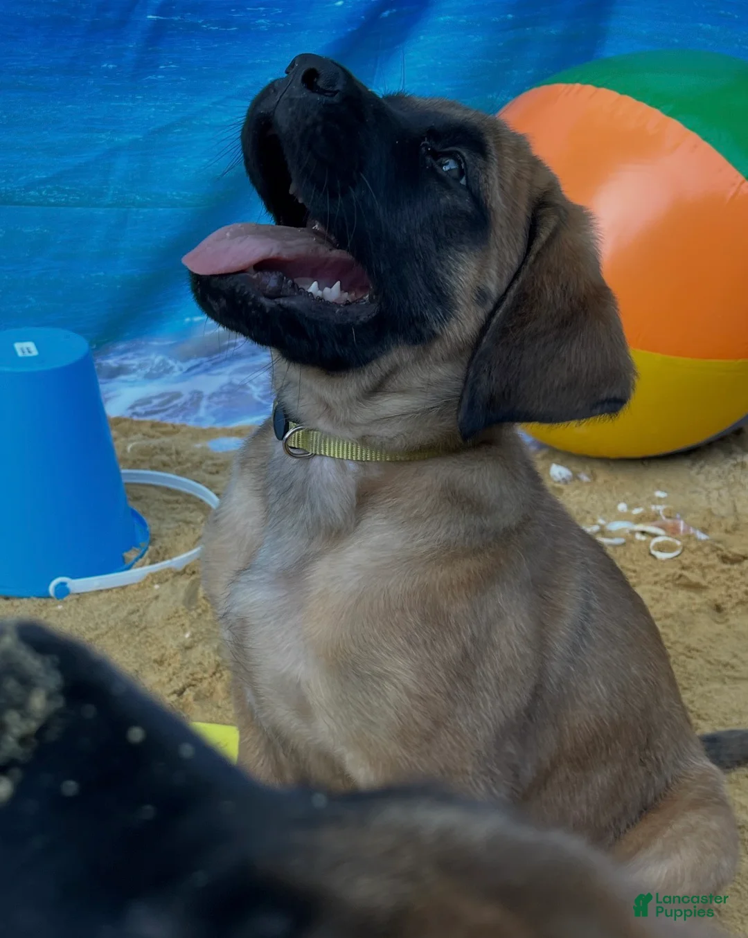 English Mastiff dogs for sale: Shelly  - Ad 2