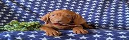 Vizsla dogs for sale: Hardyn - Ad 6