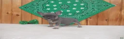 French Bulldog dogs for sale: AKC Cutie - Ad 4