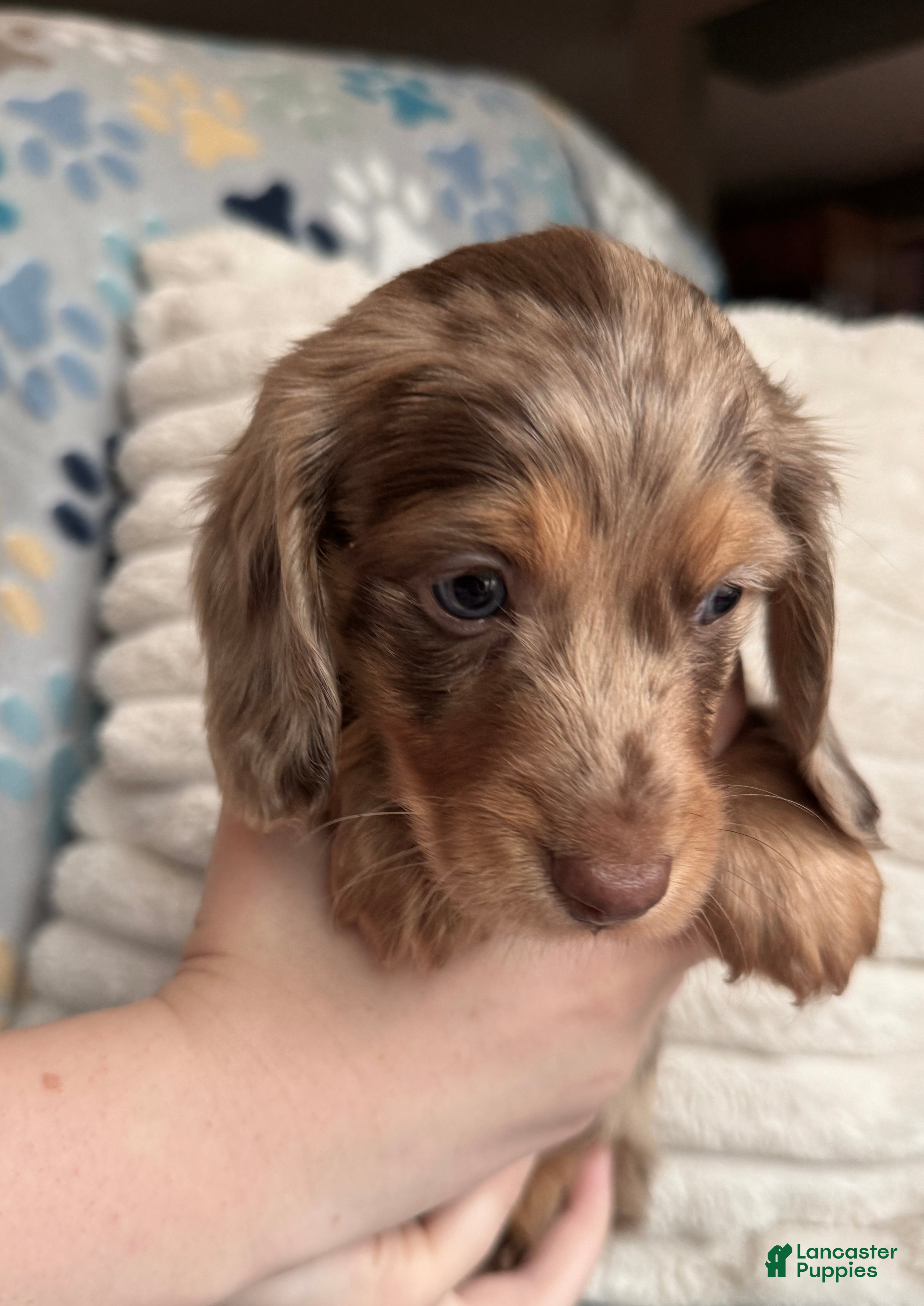 Miniature Dachshund dogs Olaf - Ad 2