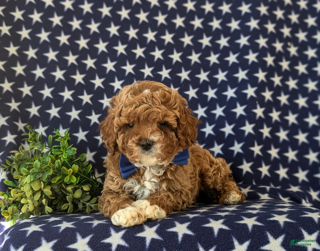 Cavapoo dogs for sale: Kai Hypoallergenic - Ad 5