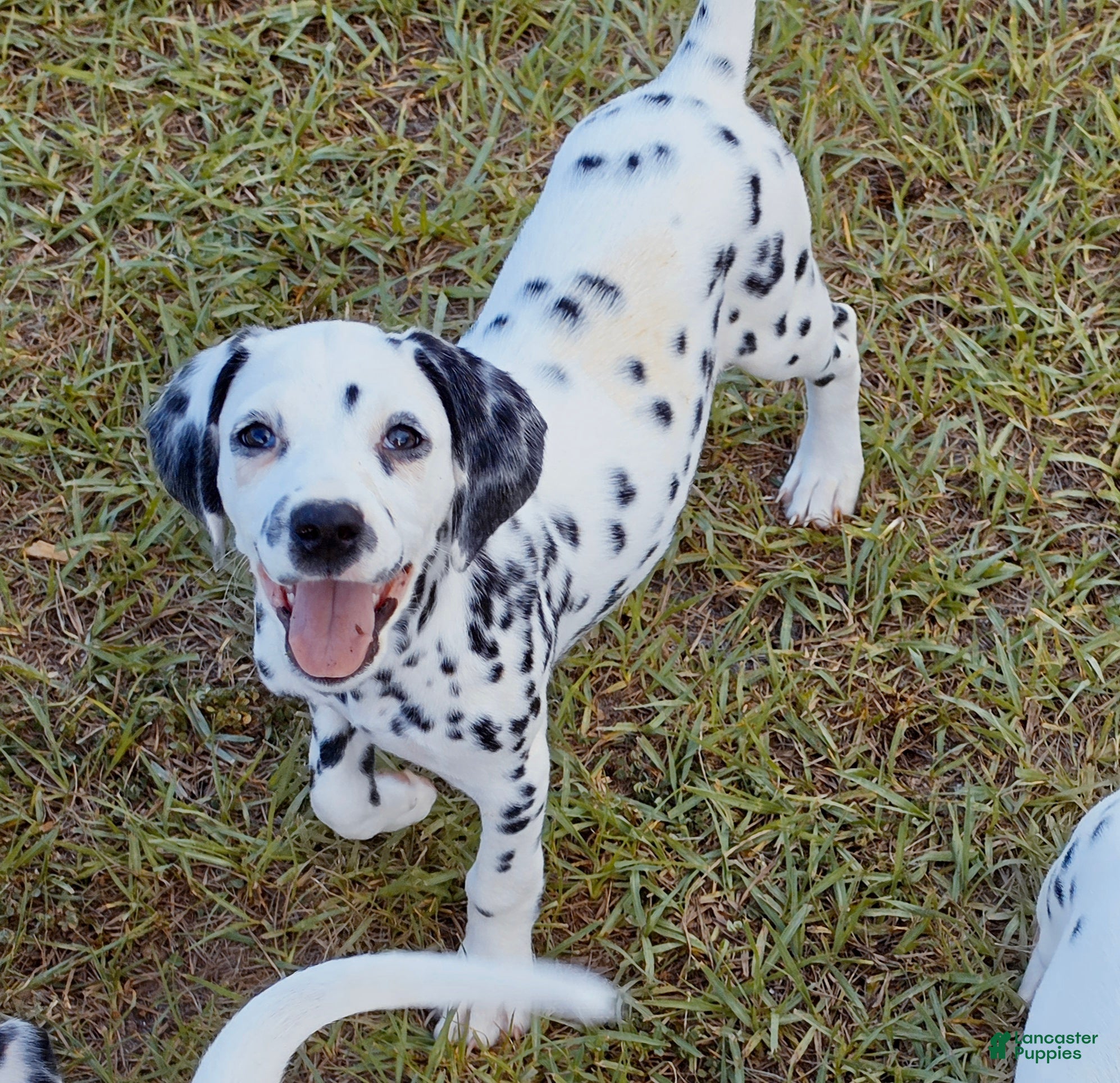 Dalmatian dogs Star - Ad 2