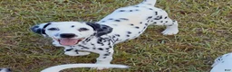 Dalmatian dogs for sale: Star - Ad 2
