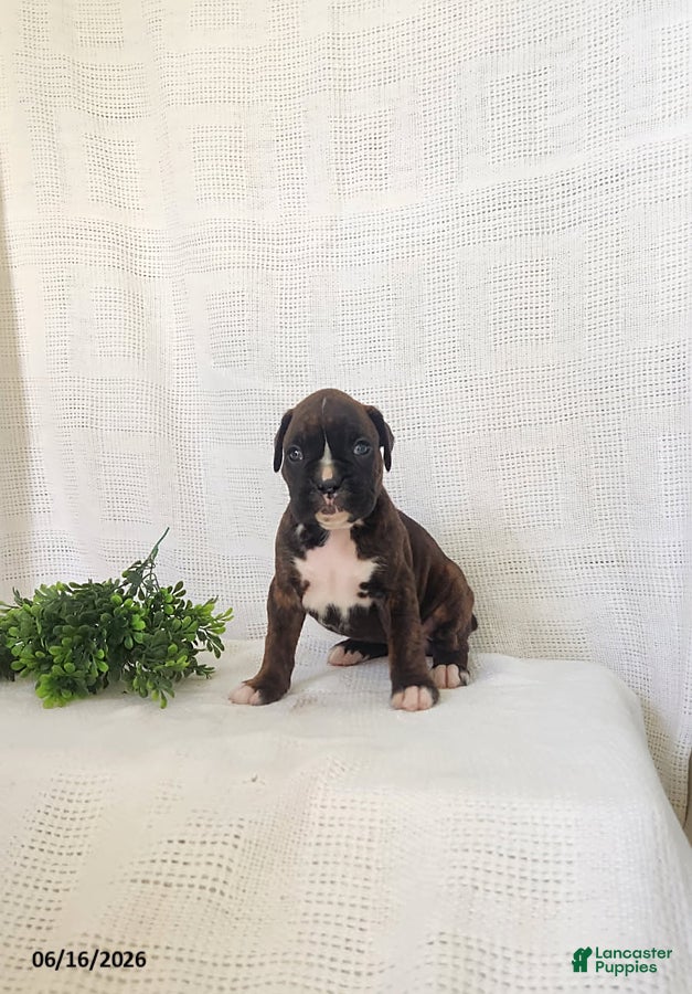 Boxer dogs Clara - Ad 1