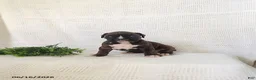 Boxer dogs for sale: Clara - Ad 1
