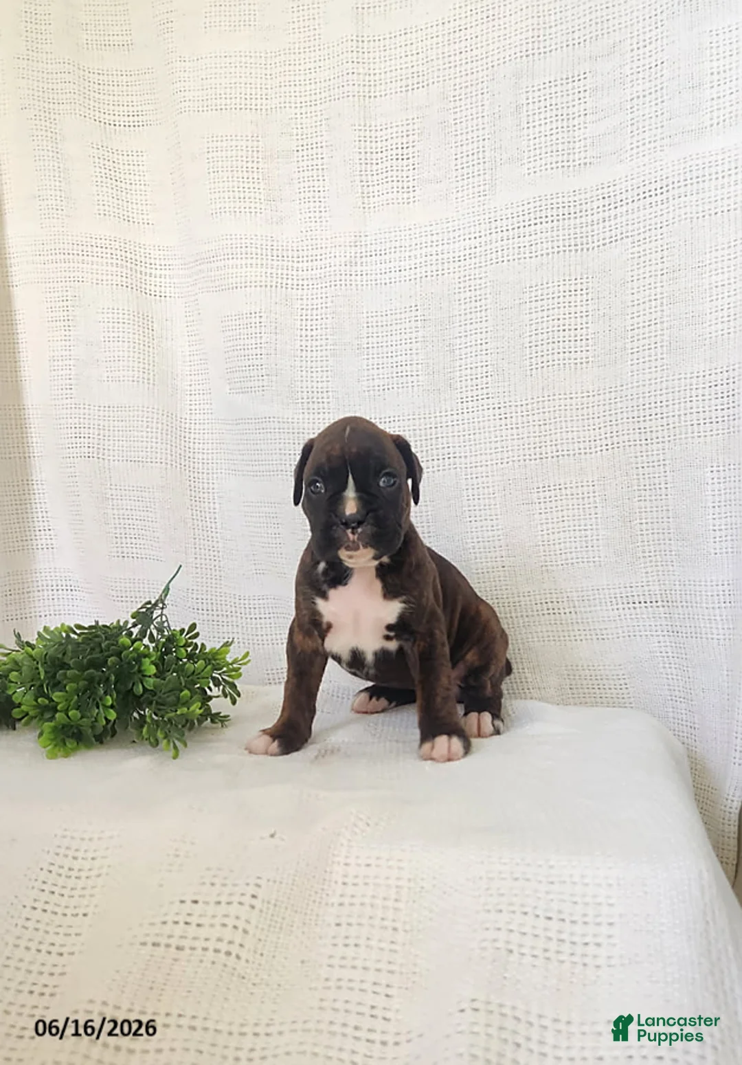 Boxer dogs for sale: Clara - Ad 1