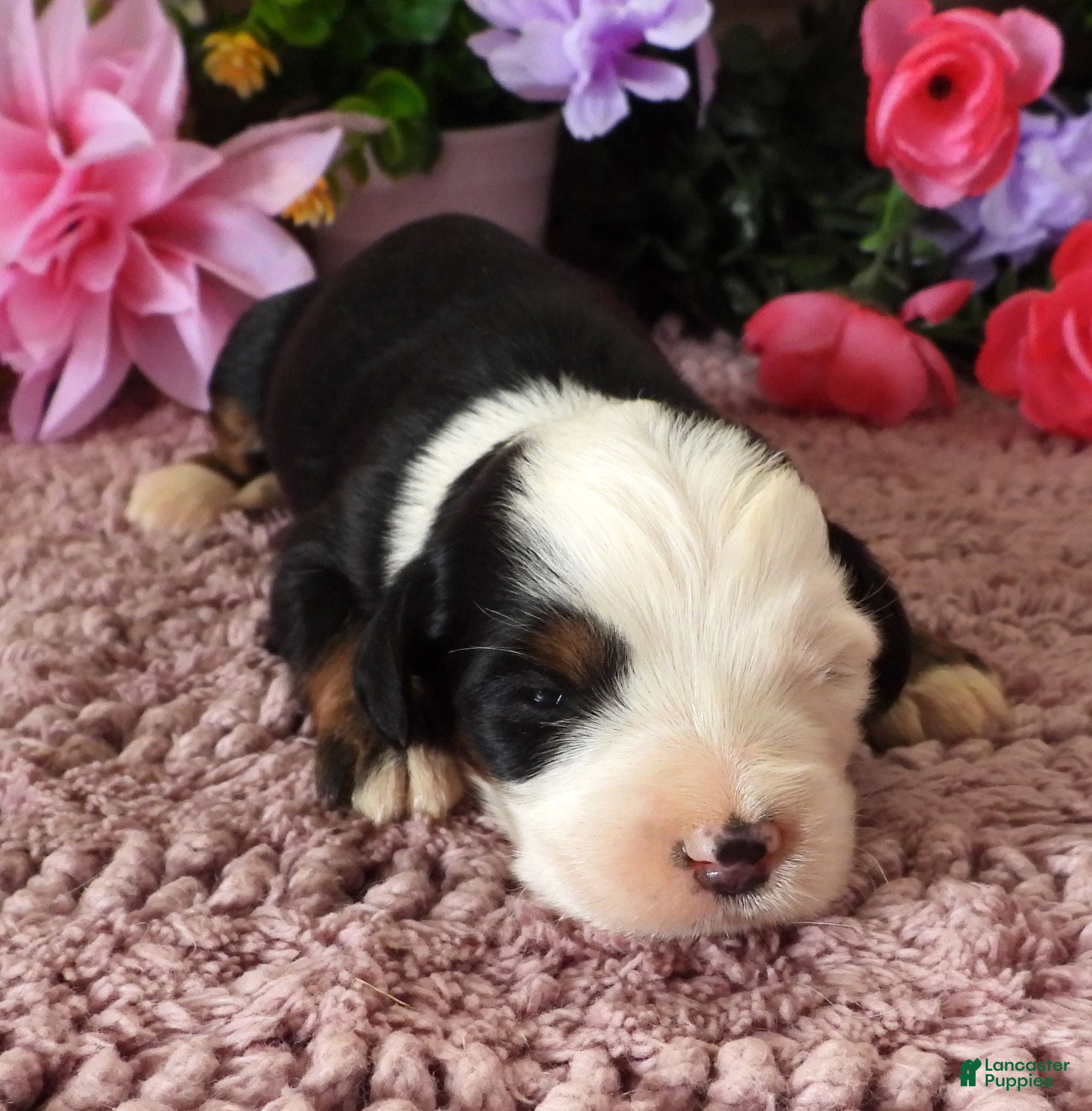 Mini Bernedoodle dogs #1 Female (Splash's) - Ad 29