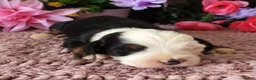 Mini Bernedoodle dogs for sale: #1 Female (Splash's) - Ad 1