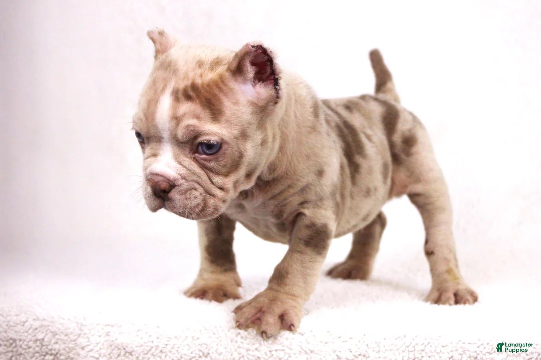 American Bully dogs for sale: Chocolate Merle Male - Ad 3