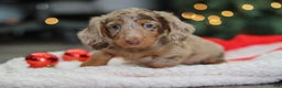 Miniature Dachshund dogs for sale: Buddy - Ad 6