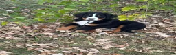 Bernese Mountain Dog dogs for sale: Bernese Mountain Dog 1 - Ad 3