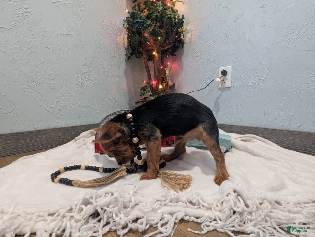 Yorkshire Terrier dogs for sale: Moose - Ad 5