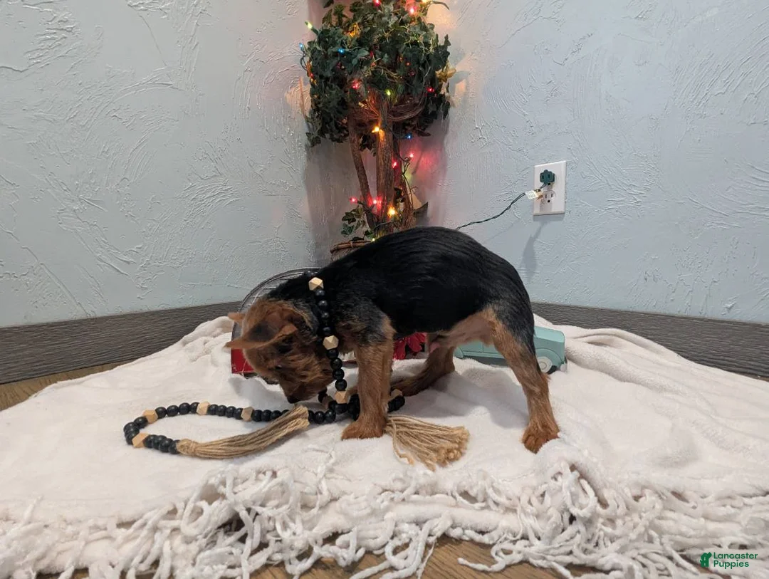 Yorkshire Terrier dogs for sale: Moose - Ad 5