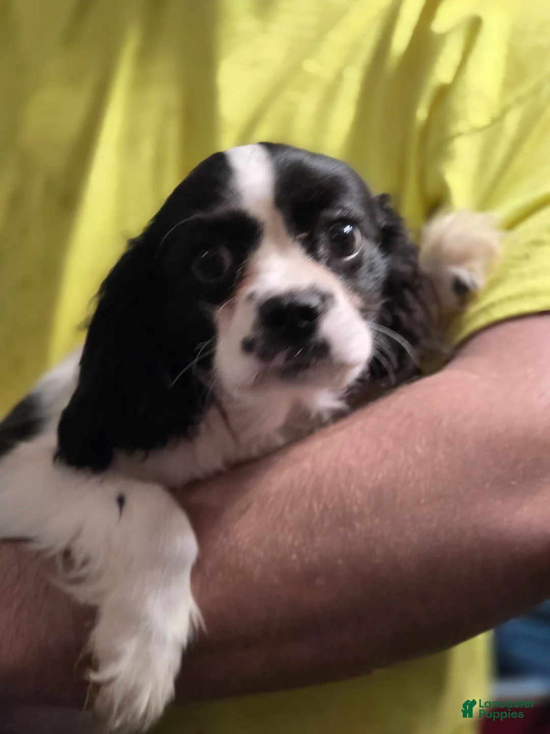 Cavalier King Charles Spaniel dogs for sale: Prince - Ad 2