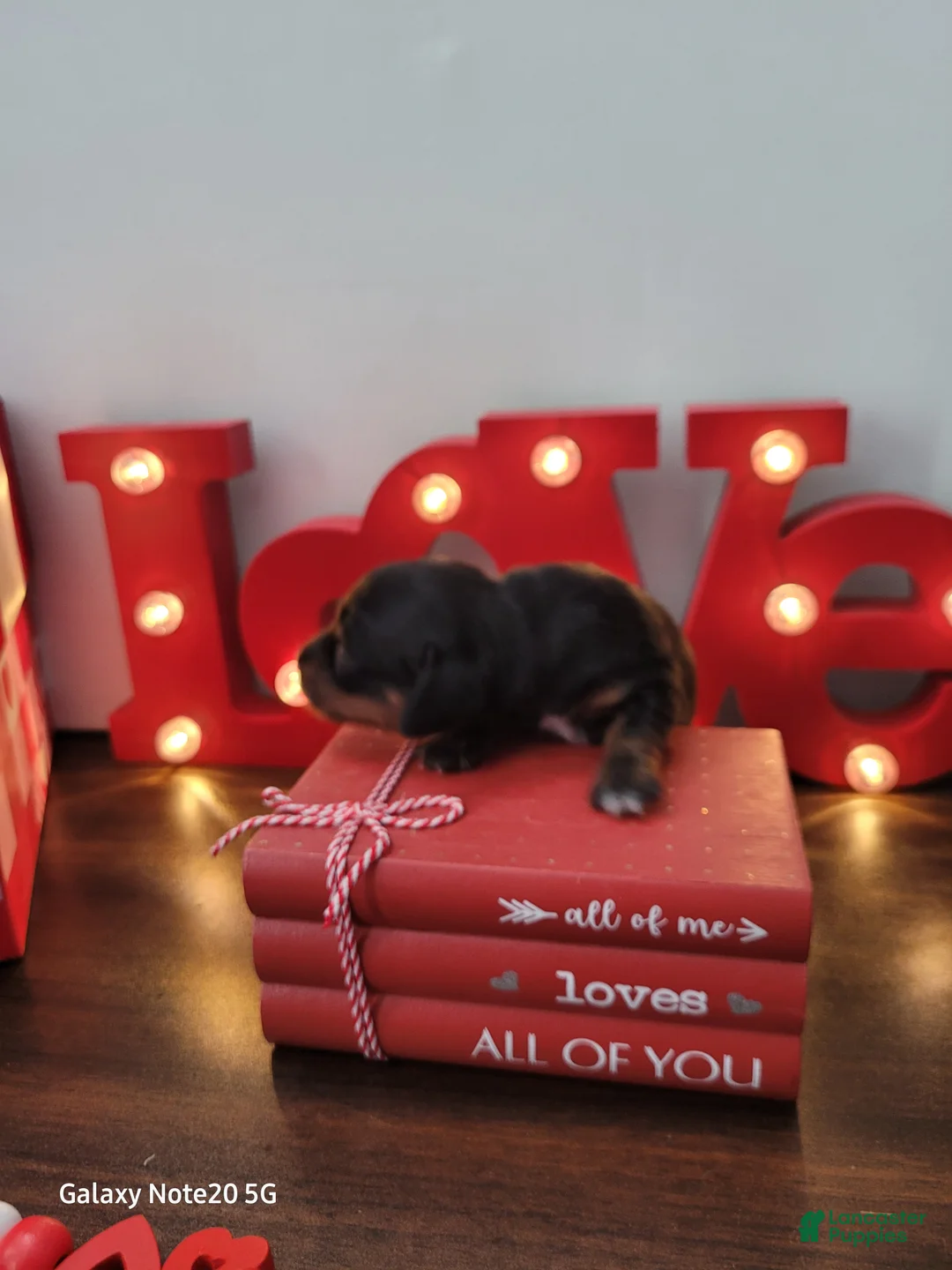 Miniature Dachshund dogs for sale: Amor - Ad 7