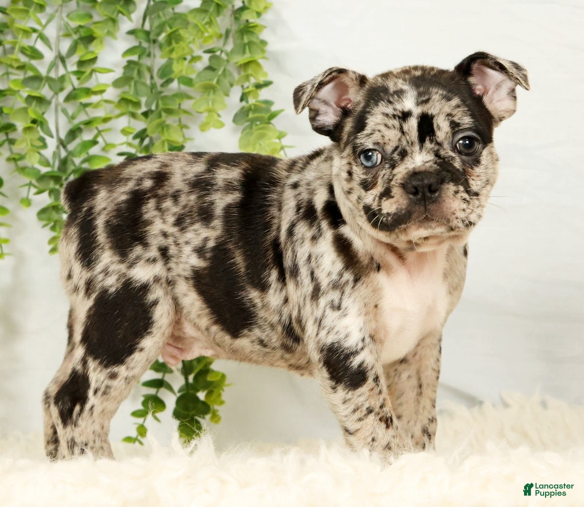 Frenchton dogs Milo - Ad 1