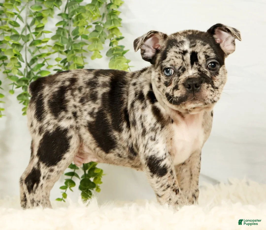 Frenchton dogs for sale: Milo - Ad 1
