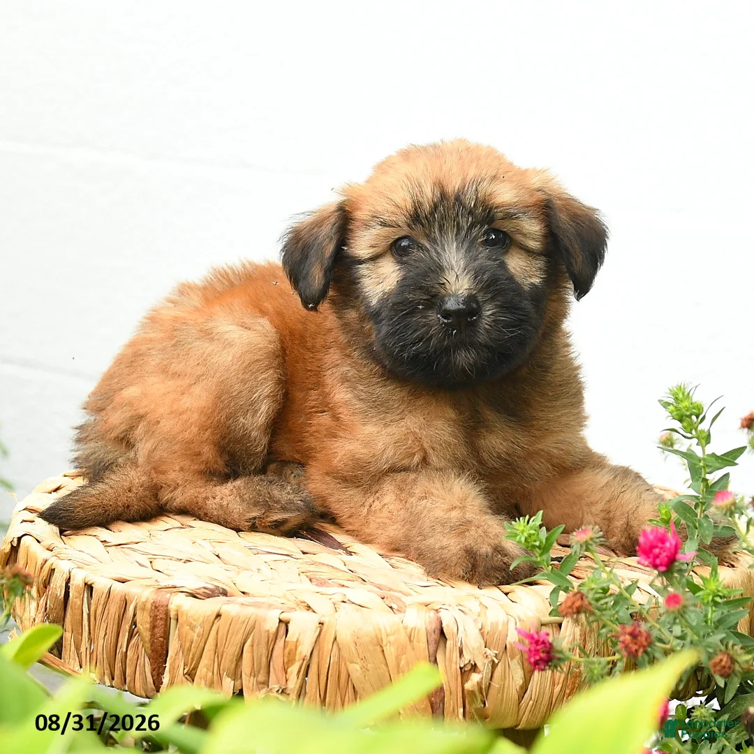 Soft Coated Wheaten Terrier dogs for sale: Chandler - Ad 2
