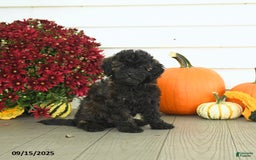 Mini Goldendoodle dogs for sale: Coconut - Image 11