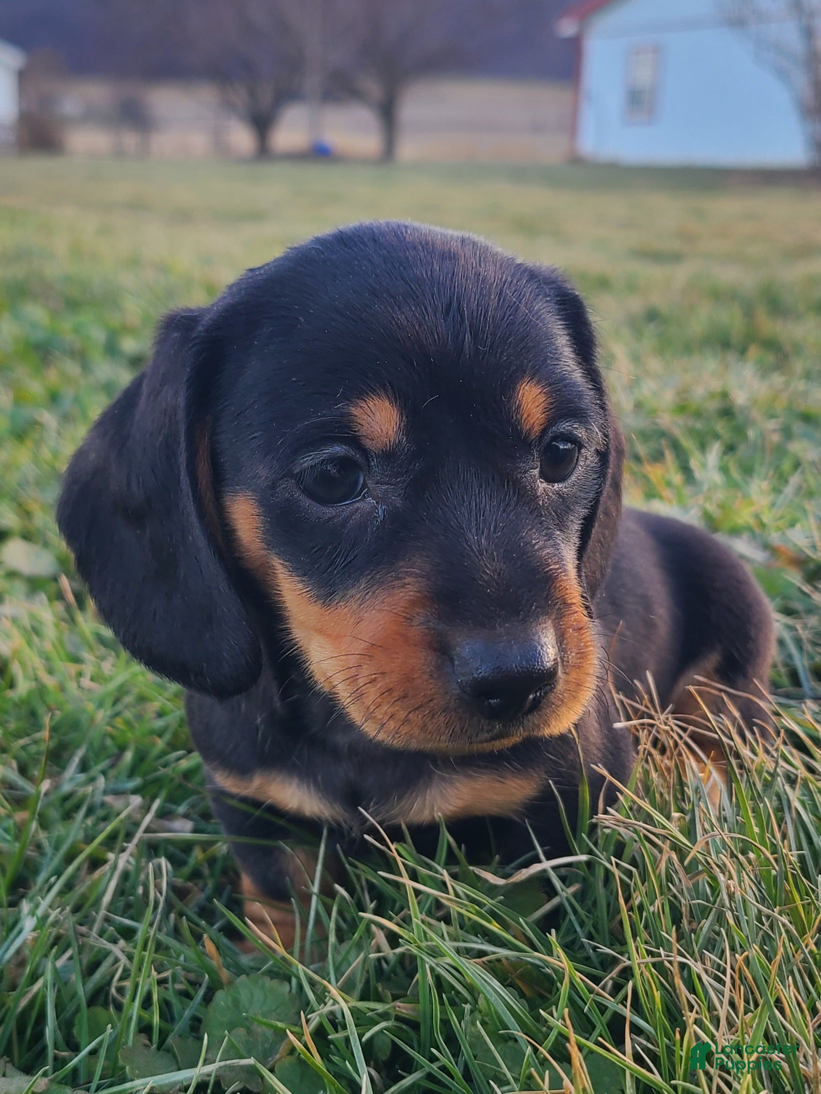 Miniature Dachshund dogs for sale: Finley - Ad 4