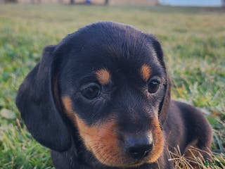 Miniature Dachshund dogs Finley - Ad 34
