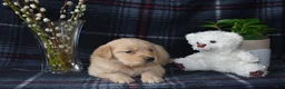Golden Retriever dogs for sale: Lara - Ad 6