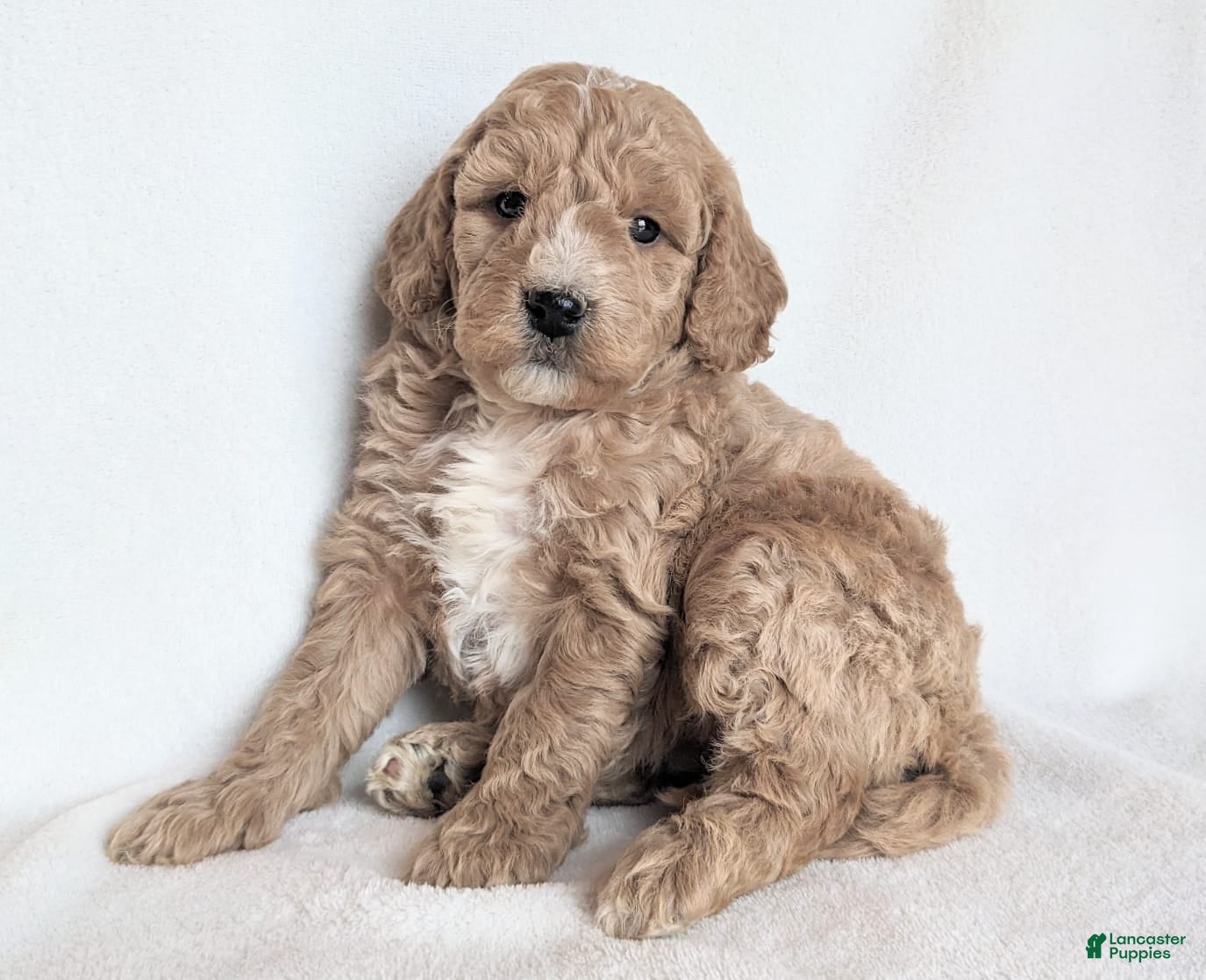 Mini Goldendoodle dogs Della F1B - Ad 15