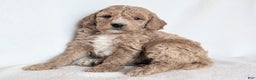 Mini Goldendoodle dogs for sale: Della F1B - Ad 1