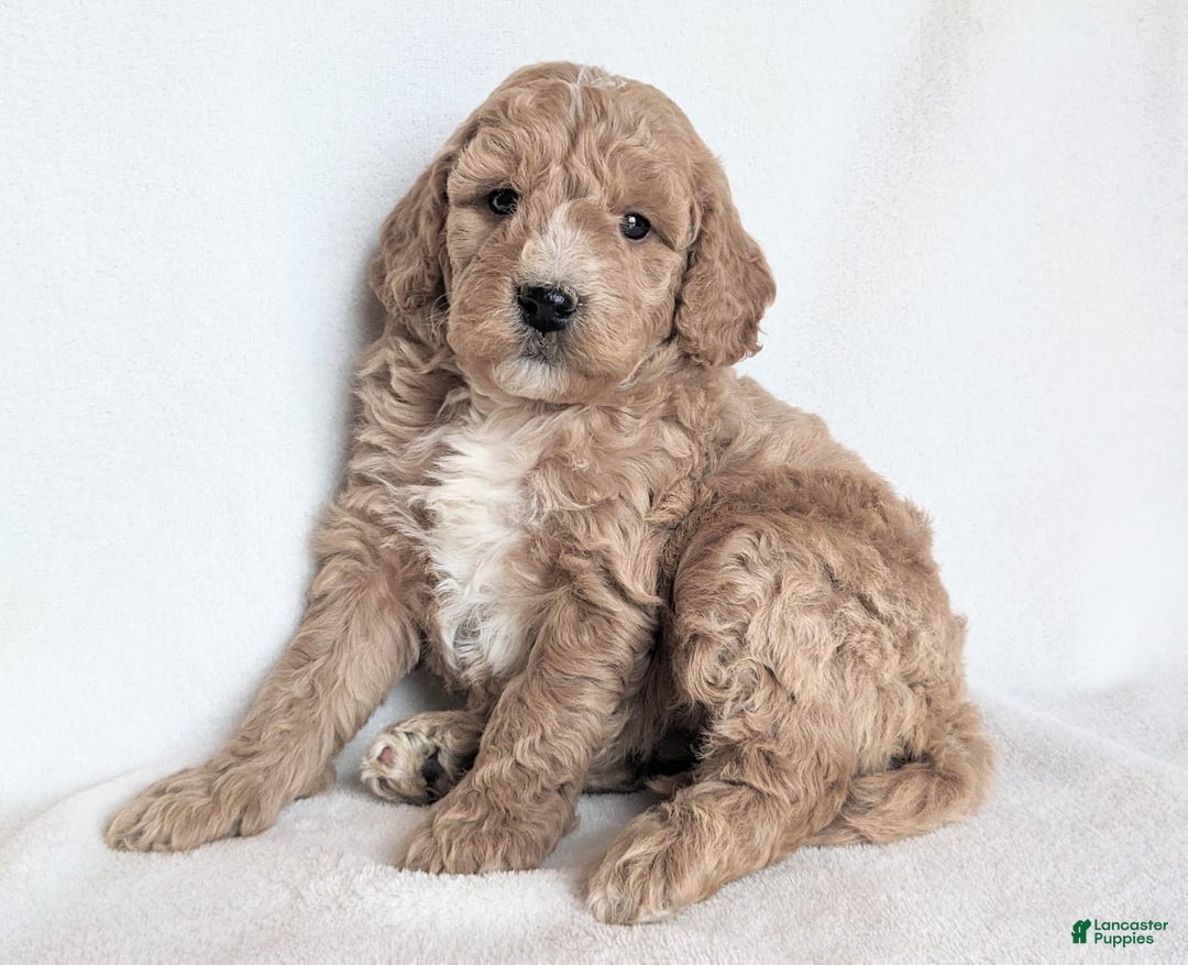 Mini Goldendoodle dogs for sale: Della F1B - Ad 1