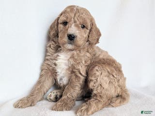Mini Goldendoodle dogs Della F1B - Ad 6