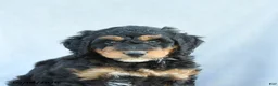 Mini Bernedoodle dogs for sale: Muffin - Ad 4