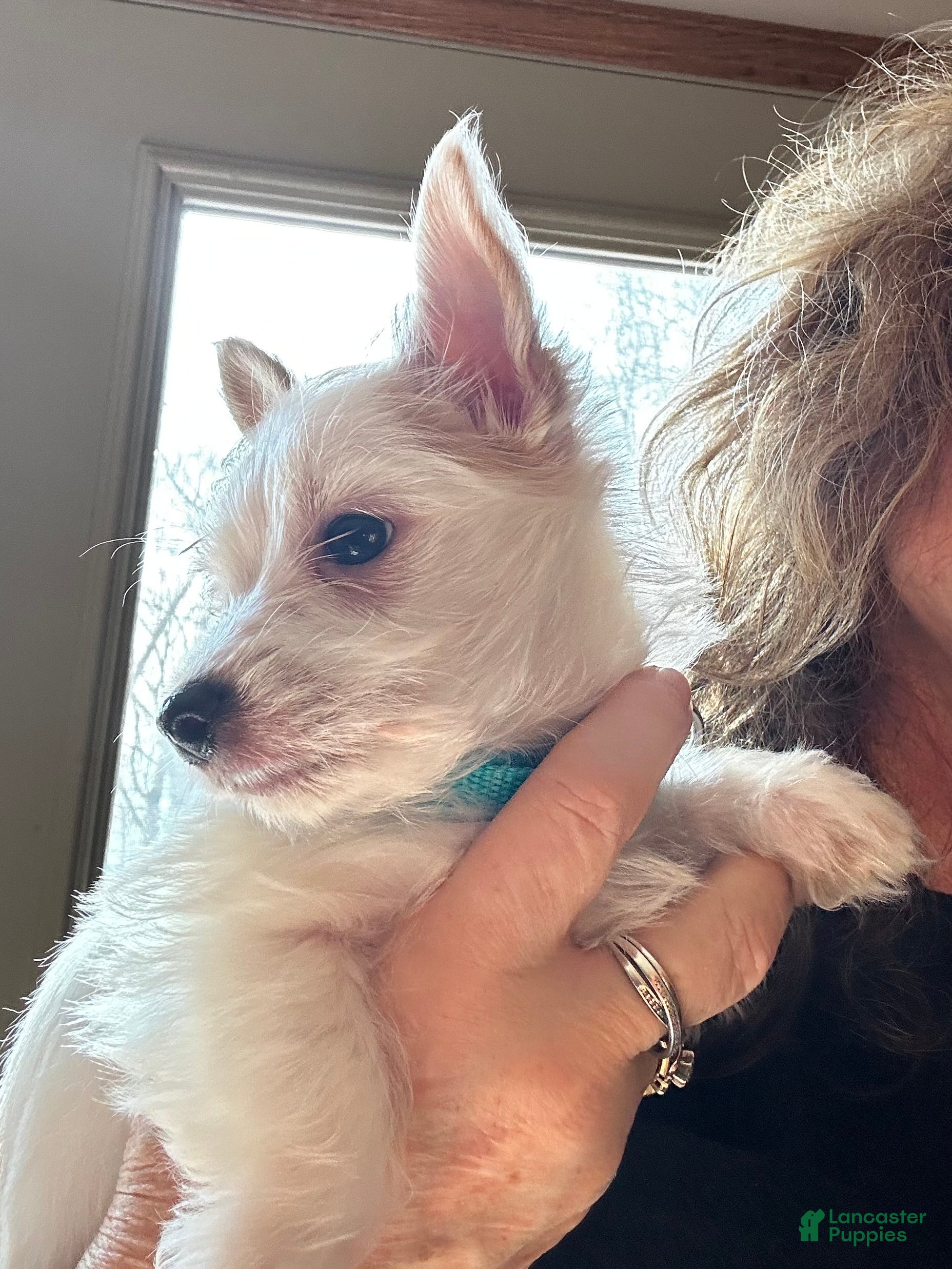 Yorkshire Terrier dogs AKC Glacierpaw - Ad 2