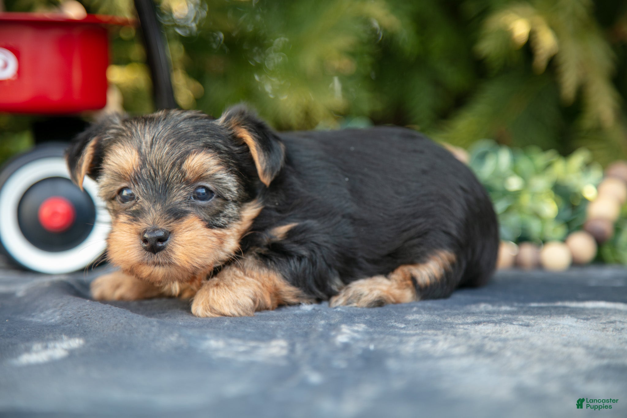 Yorkshire Terrier dogs Aurora - Ad 20