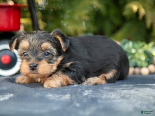 Yorkshire Terrier dogs Aurora - Ad 20
