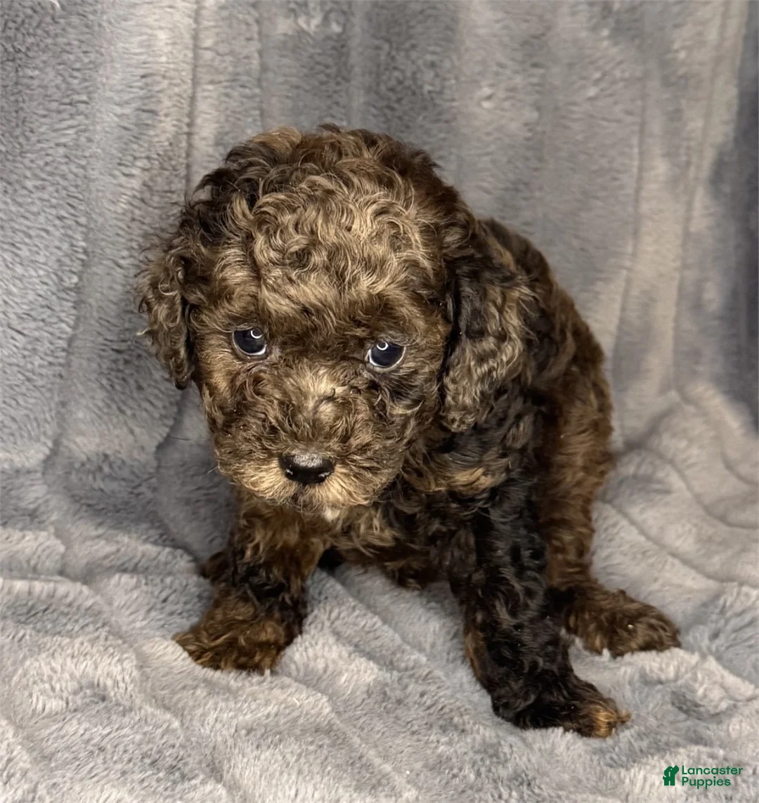 Toy Poodle dogs for sale: Manny - Ad 1