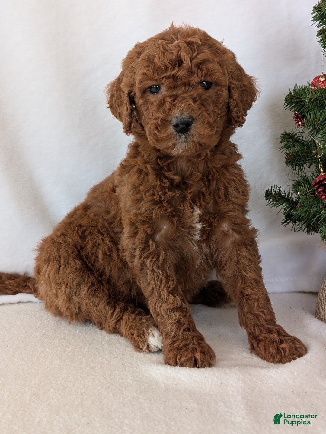 Goldendoodle dogs for sale: Miss Abby  - Ad 10