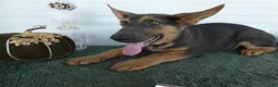 German Shepherd dogs for sale: German Shepherd 1 Niko - Ad 3